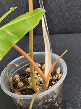 Variegated Billietiae Philodendron Live Plant - Super Rare Collector Plant - Big Leaf Rare Unique Plant - Exact Same Plant - US Seller