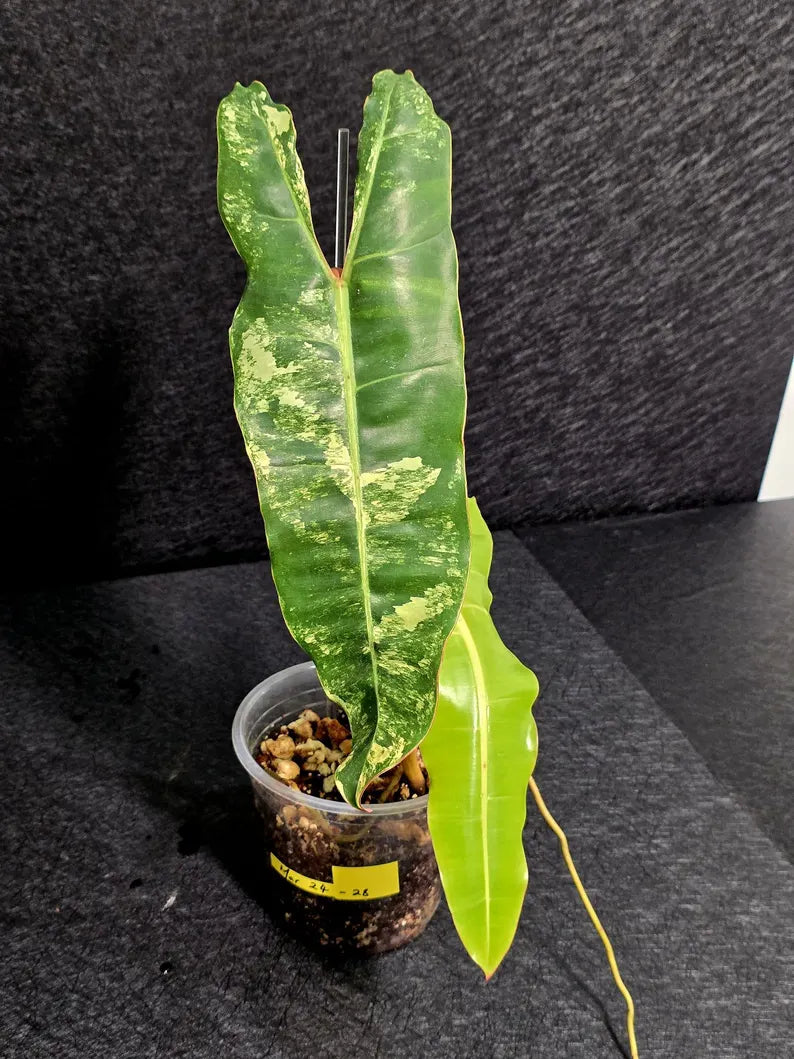 Variegated Billietiae Philodendron Live Plant - Super Rare Collector Plant - Big Leaf Rare Unique Plant - Exact Same Plant - US Seller