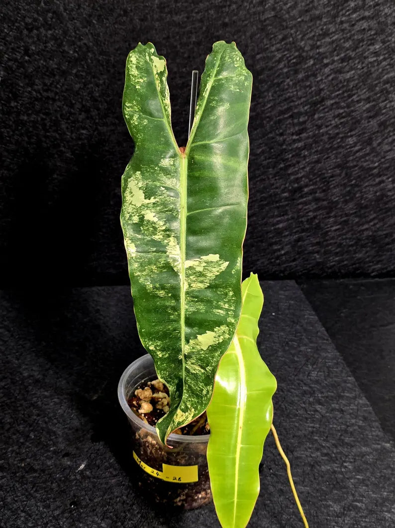 Variegated Billietiae Philodendron Live Plant - Super Rare Collector Plant - Big Leaf Rare Unique Plant - Exact Same Plant - US Seller