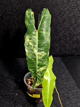 Variegated Billietiae Philodendron Live Plant - Super Rare Collector Plant - Big Leaf Rare Unique Plant - Exact Same Plant - US Seller