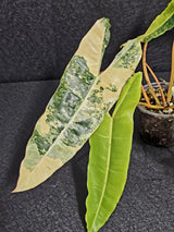Variegated Billietiae Philodendron Live Plant - Super Rare Collector Plant - Big Leaf Rare Unique Plant - Exact Same Plant - US Seller