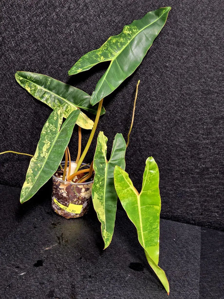 Variegated Billietiae Philodendron Live Plant - Super Rare Collector Plant - Big Leaf Rare Unique Plant - Exact Same Plant - US Seller