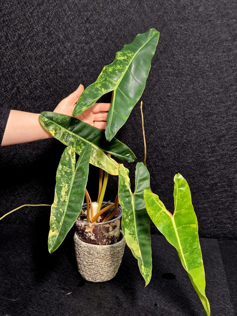 Variegated Billietiae Philodendron Live Plant - Super Rare Collector Plant - Big Leaf Rare Unique Plant - Exact Same Plant - US Seller