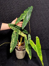 Variegated Billietiae Philodendron Live Plant - Super Rare Collector Plant - Big Leaf Rare Unique Plant - Exact Same Plant - US Seller