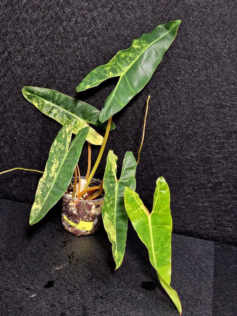 Variegated Billietiae Philodendron Live Plant - Super Rare Collector Plant - Big Leaf Rare Unique Plant - Exact Same Plant - US Seller