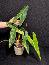 Variegated Billietiae Philodendron Live Plant - Super Rare Collector Plant - Big Leaf Rare Unique Plant - Exact Same Plant - US Seller
