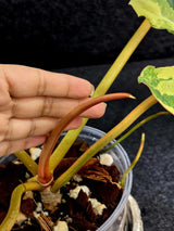Variegated Billietiae Philodendron Live Plant - Super Rare Collector Plant - Big Leaf Rare Unique Plant - Exact Same Plant - US Seller