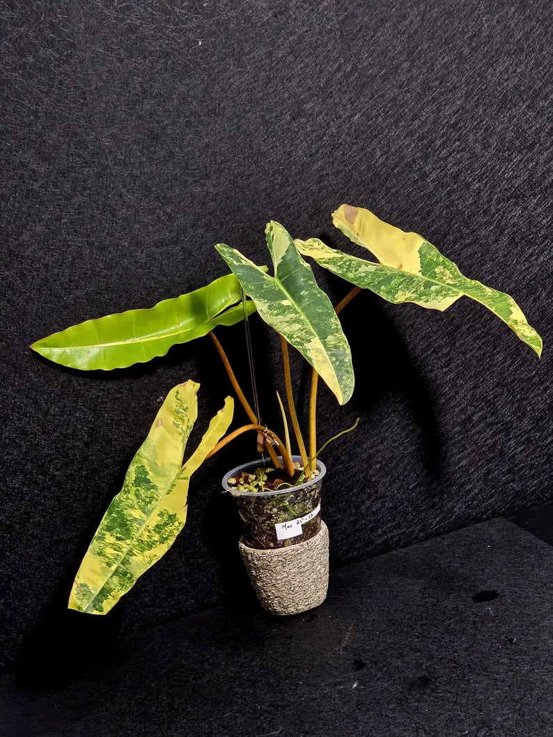 Variegated Billietiae Philodendron Live Plant - Super Rare Collector Plant - Big Leaf Rare Unique Plant - Exact Same Plant - US Seller