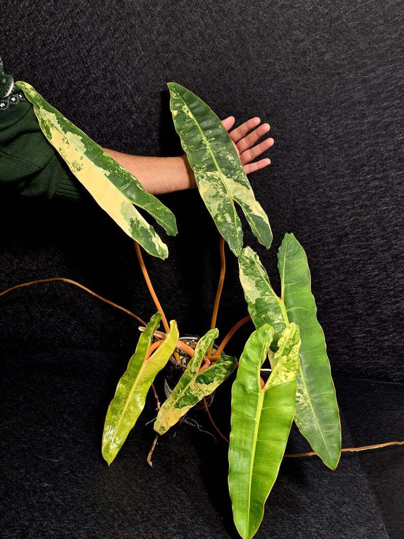 Variegated Billietiae Philodendron Live Plant - Super Rare Collector Plant - Big Leaf Rare Unique Plant - Exact Same Plant - US Seller