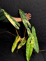 Variegated Billietiae Philodendron Live Plant - Super Rare Collector Plant - Big Leaf Rare Unique Plant - Exact Same Plant - US Seller