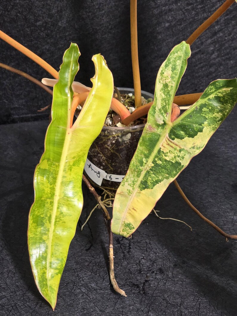 Variegated Billietiae Philodendron Live Plant - Super Rare Collector Plant - Big Leaf Rare Unique Plant - Exact Same Plant - US Seller