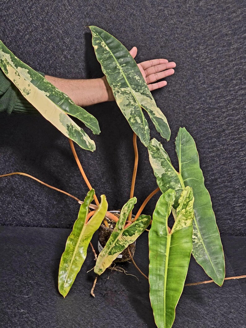 Variegated Billietiae Philodendron Live Plant - Super Rare Collector Plant - Big Leaf Rare Unique Plant - Exact Same Plant - US Seller