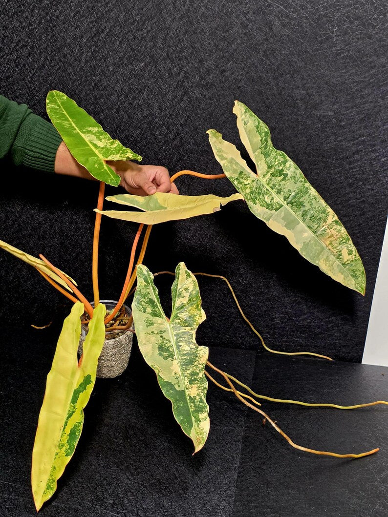 Variegated Billietiae Philodendron Live Plant - Super Rare Collector Plant - Big Leaf Rare Unique Plant - Exact Same Plant - US Seller