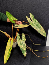 Variegated Billietiae Philodendron Live Plant - Super Rare Collector Plant - Big Leaf Rare Unique Plant - Exact Same Plant - US Seller
