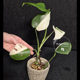 Monstera Albo