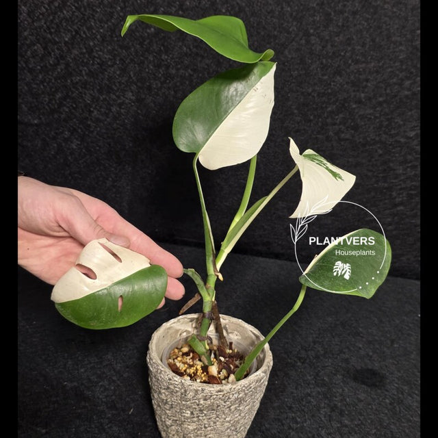 Monstera Albo