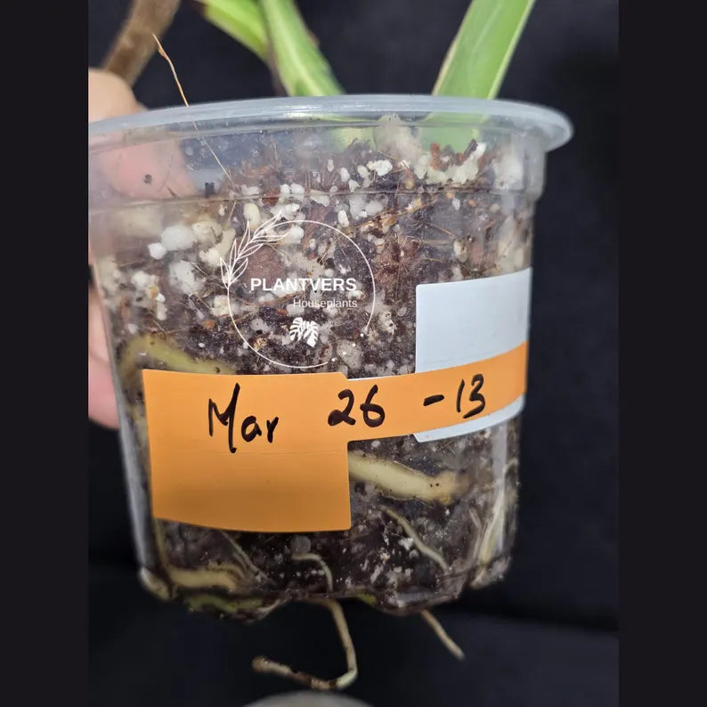 Variegated Monstera Albo - Rare White Monstera Borsigiana - EXACT Same Plant - US Seller