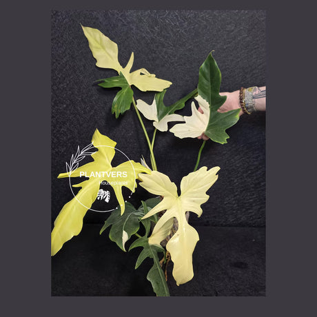 Philodendron Golden Dragon Plant 