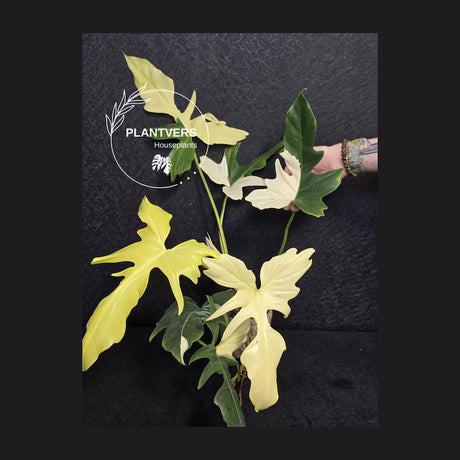 Golden Dragon Mature Plant 