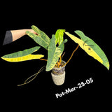 variegated