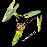 SUPER RARE Philodendron Billietiae Variegated Live Plant - Exotic Collector's Aroid - Large Leaf Unique Plant - Exact Same Plant - US Seller