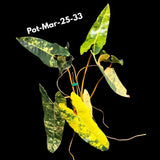 collector plants