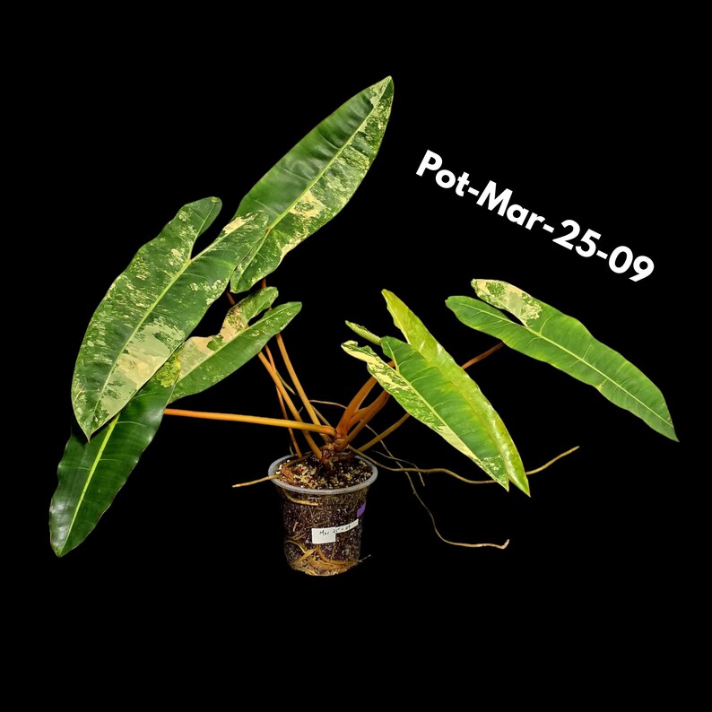 plant for sale
