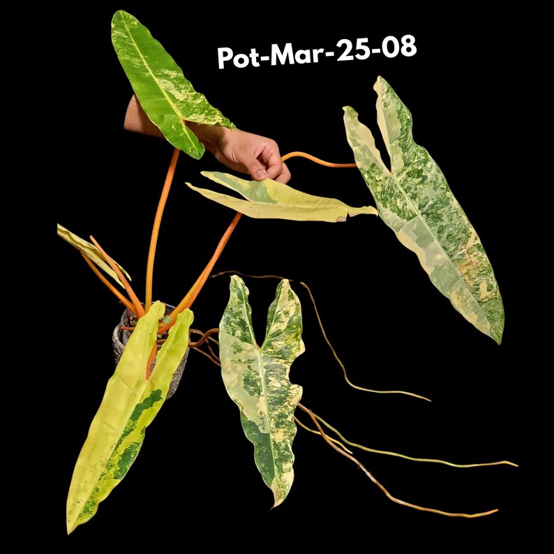 gift plant