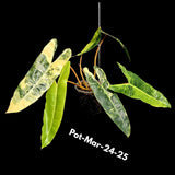 Live Plant