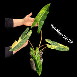 Super Rare Collector Plant