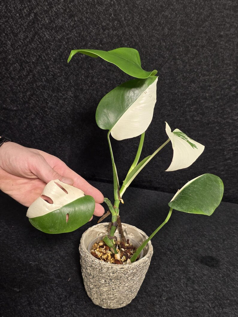 Variegated Monstera Albo