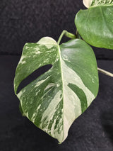 Variegated Monstera Albo - Rare White Monstera Borsigiana - EXACT Same Plant - US Seller