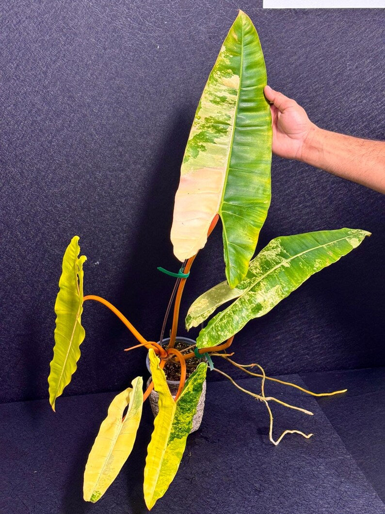 Variegated Billietiae Philodendron Live Plant - Super Rare Collector Plant - Big Leaf Rare Unique Plant - Exact Same Plant - US Seller
