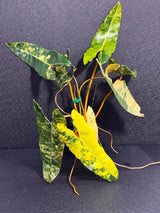 Variegated Billietiae Philodendron Live Plant - Super Rare Collector Plant - Big Leaf Rare Unique Plant - Exact Same Plant - US Seller