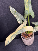 Super Rare Philodendron Silver Sword Variegated Plant - Collectors Plant - Rare Variegated Aroid Live Plant - Exact Same Plant - Us Seller
