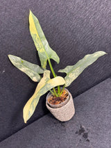 Super Rare Philodendron Silver Sword Variegated Plant - Collectors Plant - Rare Variegated Aroid Live Plant - Exact Same Plant - Us Seller