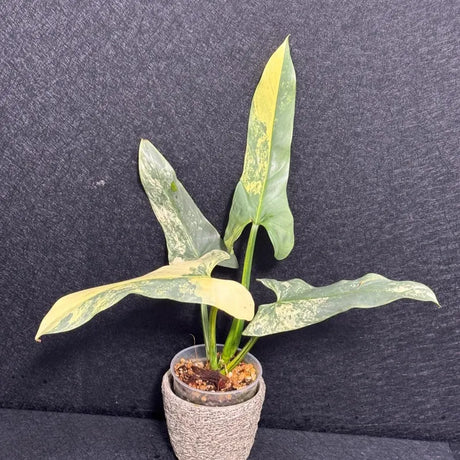 Super Rare Philodendron Silver Sword Variegated Plant - Collectors Plant - Rare Variegated Aroid Live Plant - Exact Same Plant - Us Seller