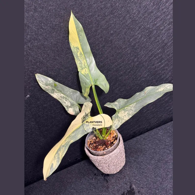 Super Rare Philodendron Silver Sword Variegated Plant - Collectors Plant - Rare Variegated Aroid Live Plant - Exact Same Plant - Us Seller