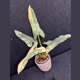 Super Rare Philodendron Silver Sword Variegated Plant - Collectors Plant - Rare Variegated Aroid Live Plant - Exact Same Plant - Us Seller