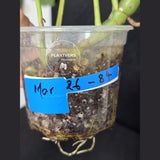 Rare Variegated Rhaphidophora Tetrasperma White Monster - Rare Collector EXACT Plant - US Seller