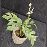 Rare Variegated Rhaphidophora Tetrasperma White Monster - Rare Collector EXACT Plant - US Seller