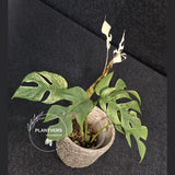 Rare Variegated Rhaphidophora Tetrasperma White Monster - Rare Collector EXACT Plant - US Seller