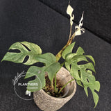Rare Variegated Rhaphidophora Tetrasperma White Monster - Rare Collector EXACT Plant - US Seller