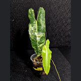 Variegated Billietiae Philodendron Live Plant - Super Rare Collector Plant - Big Leaf Rare Unique Plant - Exact Same Plant - US Seller