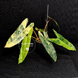 Variegated Billietiae Philodendron Live Plant - Super Rare Collector Plant - Big Leaf Rare Unique Plant - Exact Same Plant - US Seller