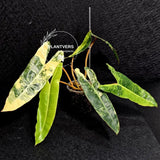 Variegated Billietiae Philodendron Live Plant - Super Rare Collector Plant - Big Leaf Rare Unique Plant - Exact Same Plant - US Seller