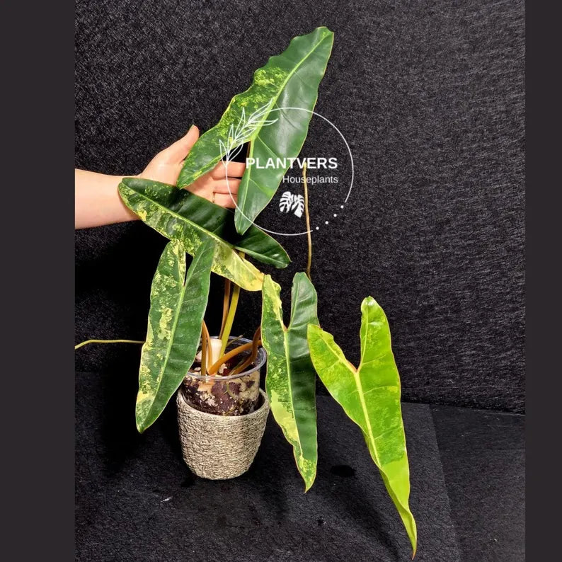 Variegated Billietiae Philodendron Live Plant - Super Rare Collector Plant - Big Leaf Rare Unique Plant - Exact Same Plant - US Seller