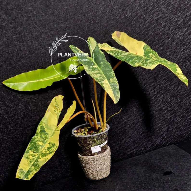 Variegated Billietiae Philodendron Live Plant - Super Rare Collector Plant - Big Leaf Rare Unique Plant - Exact Same Plant - US Seller