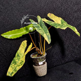 Variegated Billietiae Philodendron Live Plant - Super Rare Collector Plant - Big Leaf Rare Unique Plant - Exact Same Plant - US Seller