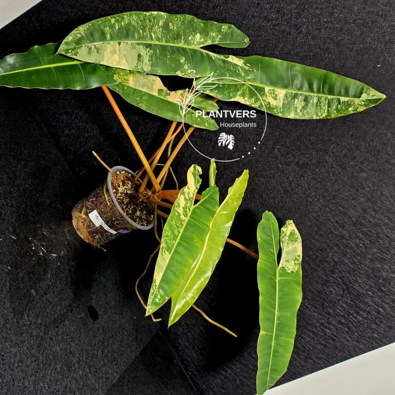 Variegated Billietiae Philodendron Live Plant - Super Rare Collector Plant - Big Leaf Rare Unique Plant - Exact Same Plant - US Seller